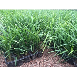 LIRIOPE VERDE MUDA