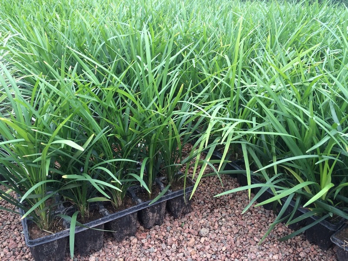 LIRIOPE VERDE MUDA