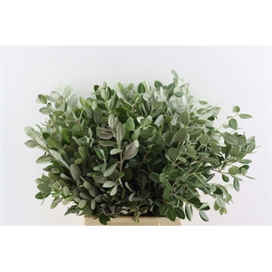 Pittosp Ralphi Leaves 200gr P Bunch
