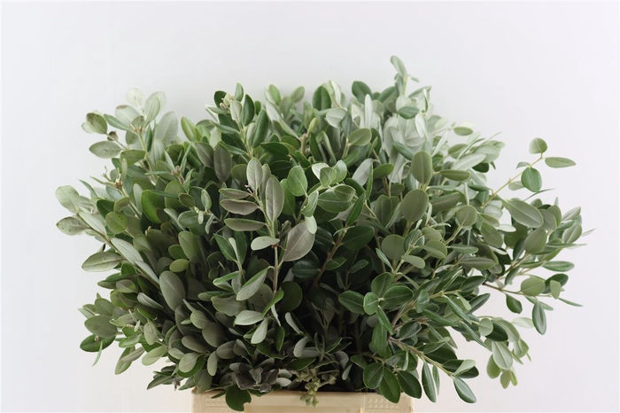 Pittosp Ralphi Leaves 200gr P Bunch