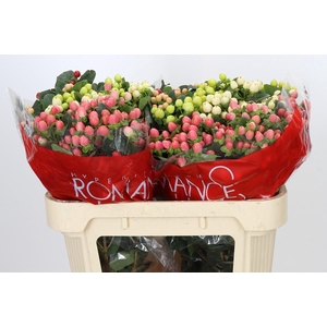 Hypericum Rainbow Romance Spray