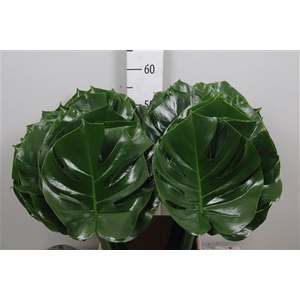 Monstera Blad 23cm