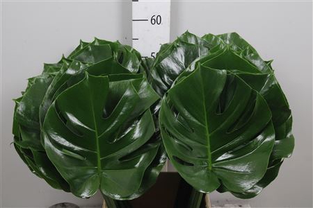 <h4>Monstera Blad 23cm</h4>