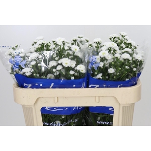 Aster Cassy