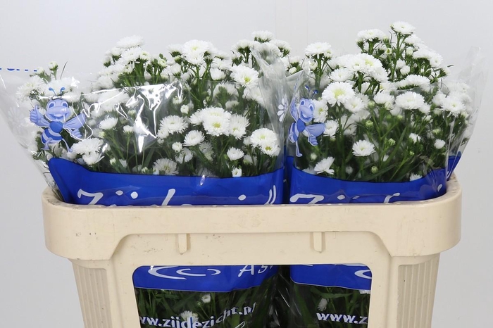 <h4>Aster Cassy</h4>
