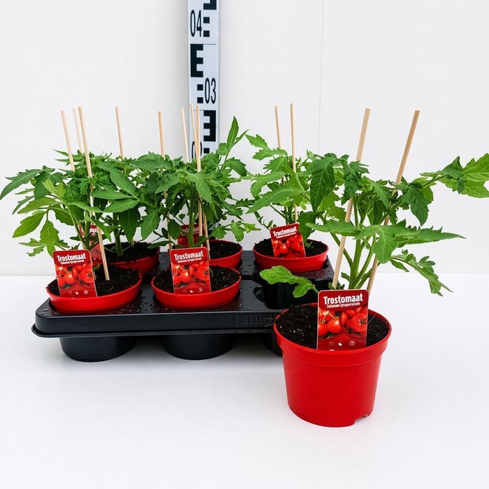 <h4>TOMATENPLANTEN</h4>