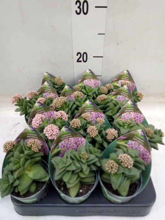 <h4>Crassula ...</h4>