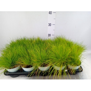 Deschampsia flexuosa 'Amilime'