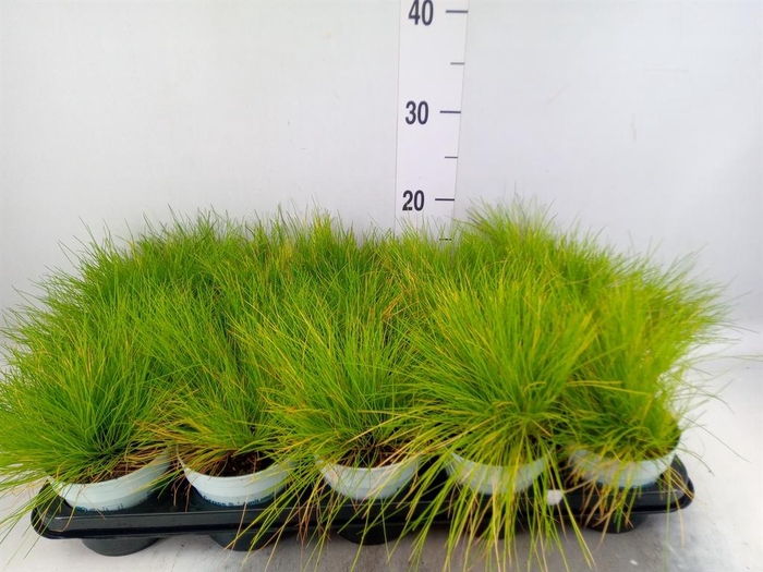 <h4>Deschampsia flexuosa 'Amilime'</h4>
