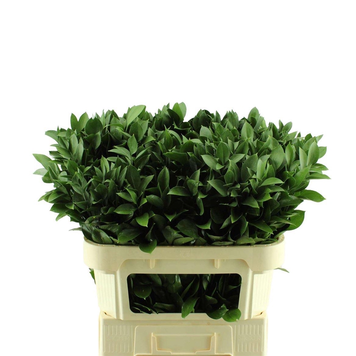 <h4>Ruscus Hypophyllum</h4>