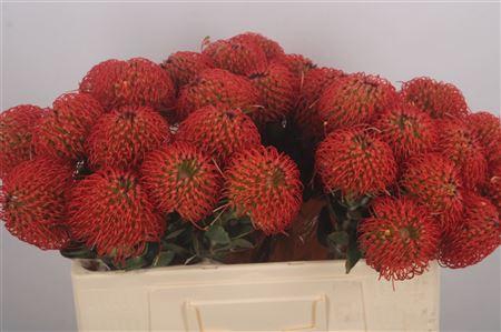 <h4>Leuco Fire Dance</h4>