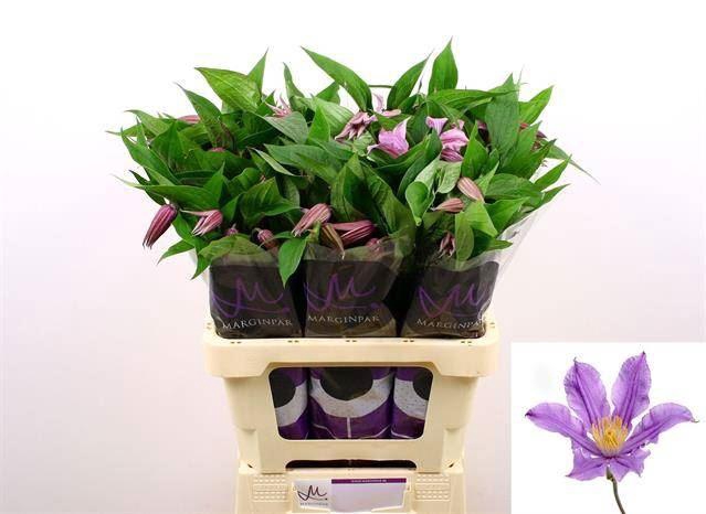 <h4>CLEMATIS AMAZING LONDON</h4>