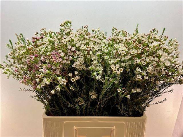 <h4>CHAME BLONDIE</h4>