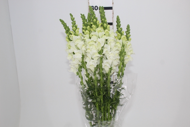 <h4>BOCA DE LEAO BRANCA 070 CM</h4>
