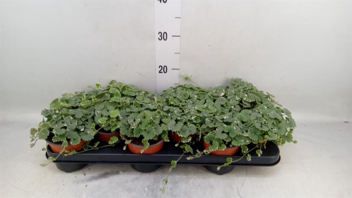 <h4>Nepeta   ...</h4>