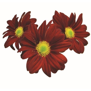 CRISANTEMO CAPELLO 080 CM