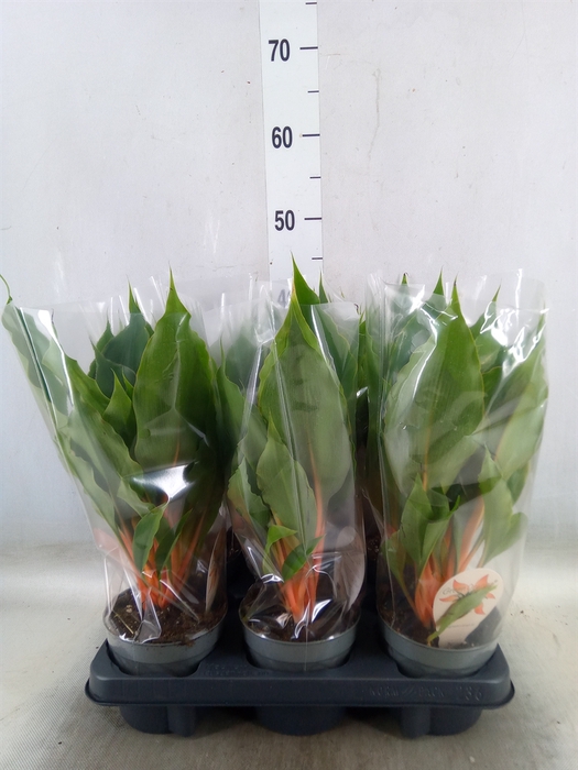 <h4>Chlorophytum orchi. 'Green Orange'</h4>