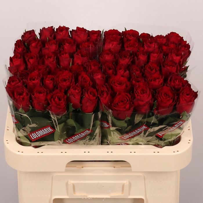 <h4>R Gr Madam Red</h4>