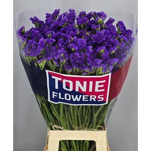 Lim S Cryst Dark Blu