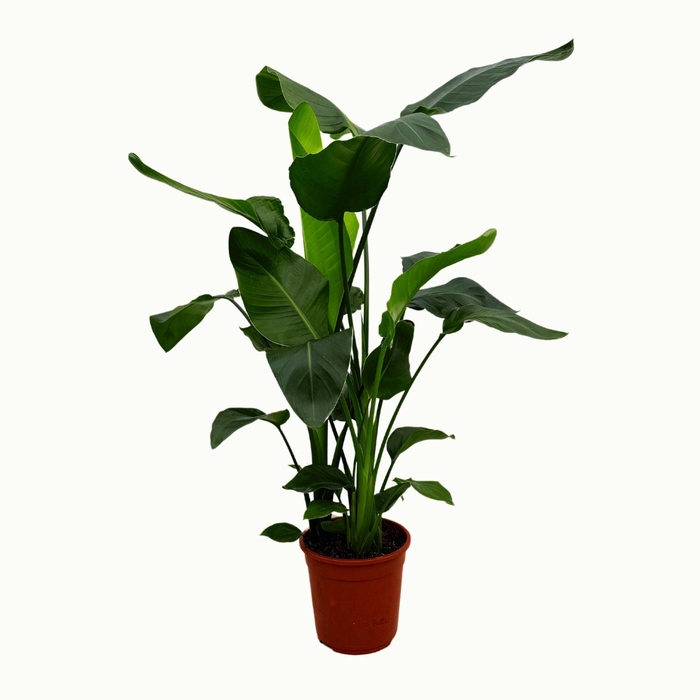 <h4>Strelitzia nicolai 3 stek 100-120cm</h4>