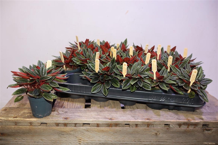 <h4>arr8 Pep Ca Rosso</h4>