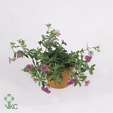 CALIB MINIF LAVENDER