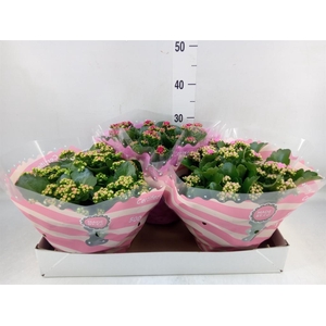 Kalanchoe blos.   ..mix 5