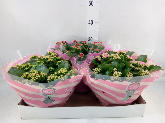 <h4>Kalanchoe blos.   ..mix 5</h4>