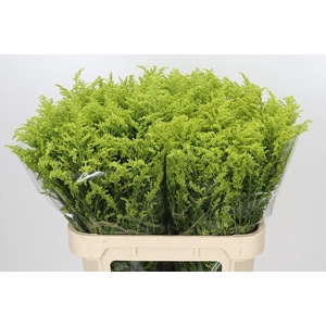 Solidago Tara Gold Buiten