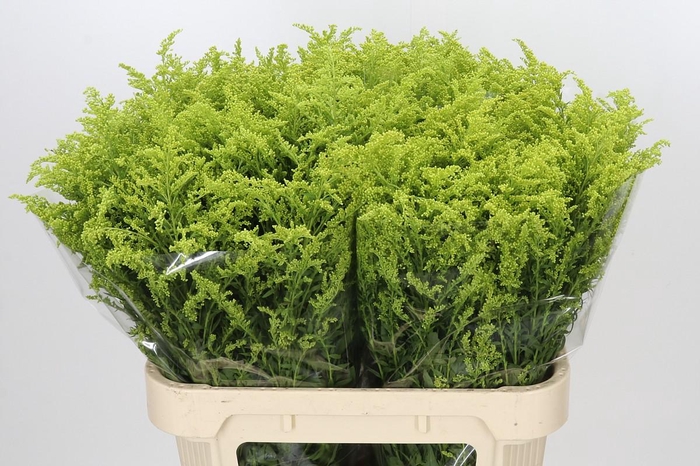 <h4>Solidago Tara Gold Buiten</h4>