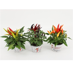 Capsicum Joker gemengd