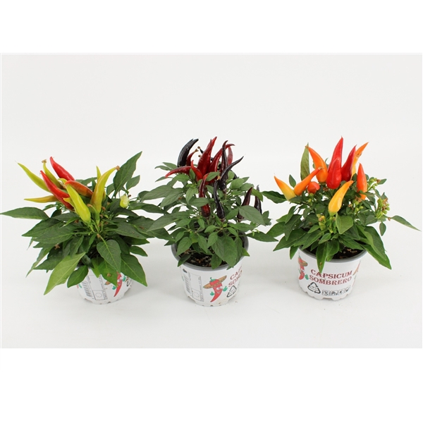 <h4>Capsicum Joker gemengd</h4>