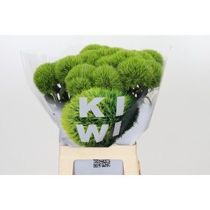 Dianthus Br Kiwi Mellow
