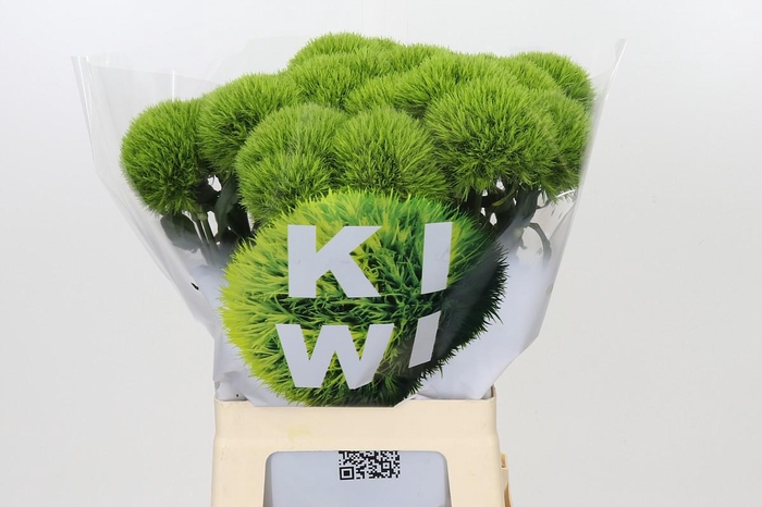 <h4>Dianthus Br Kiwi Mellow</h4>