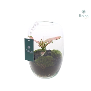 Green Bottle Isabella Small met Aglaonema