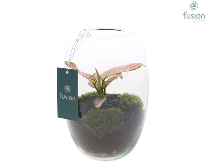 <h4>Green Bottle Isabella Small met Aglaonema</h4>