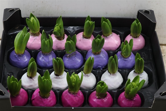 Wax Hyacinth Mix Pastel