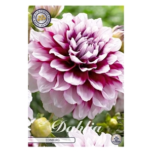 Dahlia Edinburg x1 l