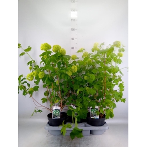 Viburnum opulus 'Roseum'