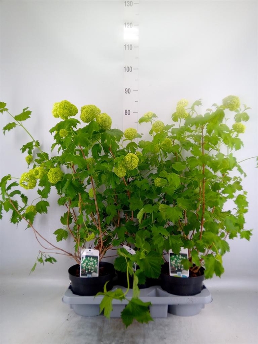 <h4>Viburnum opulus 'Roseum'</h4>