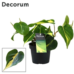 Philodendron scandens 'Brasil'