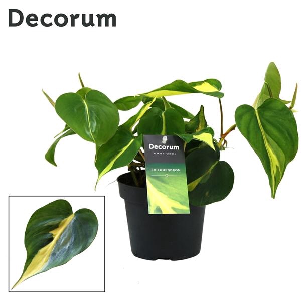 <h4>Philodendron scandens 'Brasil'</h4>