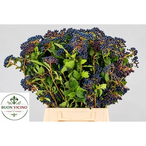 VIBURNUM TINUS BOS