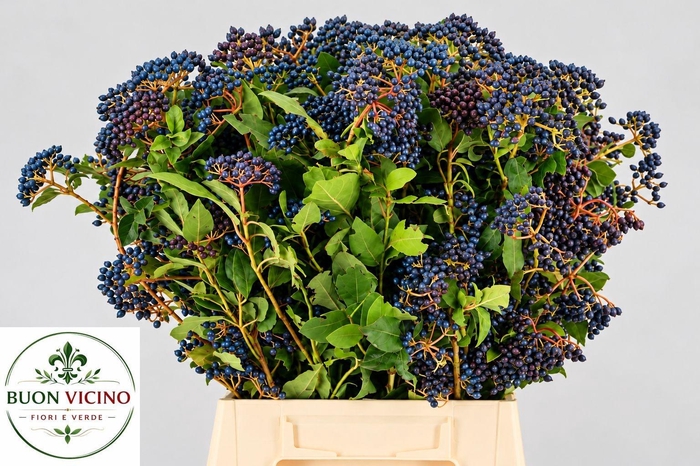 <h4>VIBURNUM TINUS BOS</h4>
