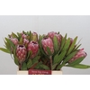 Protea Pink Ice