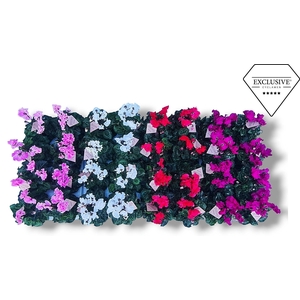 Cyclamen Exclusive® Merengue Op kleur