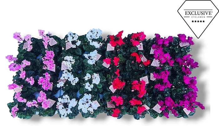 <h4>Cyclamen Exclusive® Merengue Op kleur</h4>