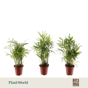 Chamaedorea elegans