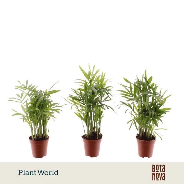 <h4>Chamaedorea elegans</h4>