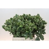 Pittosporum Ilan
